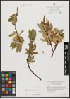 Foto von Salix hastata L.